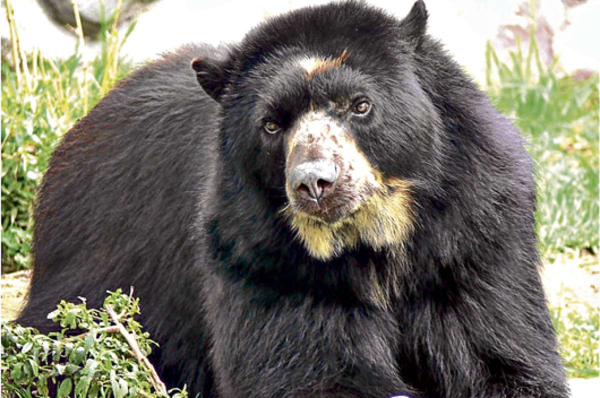 Las autoridades investigan la muerte de un oso de anteojos