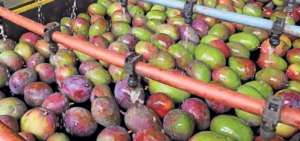 Exportaciones de mango subieron el 17% en 5 a&ntilde;os