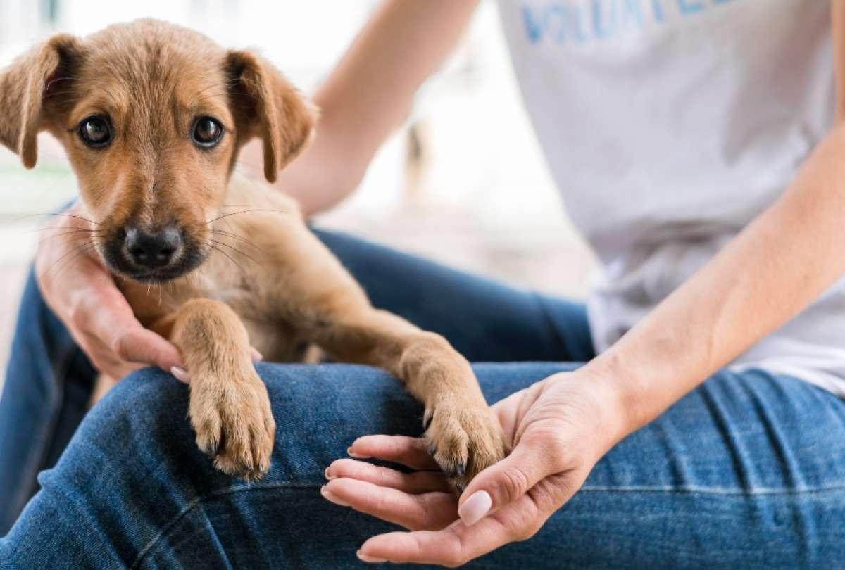 Antes de ir a un centro de adopci&oacute;n, los interesados pueden revisar el cat&aacute;logo virtual de la UBA.