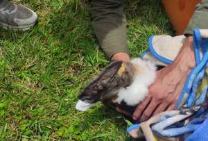 El cóndor tenía heridas de perdigones