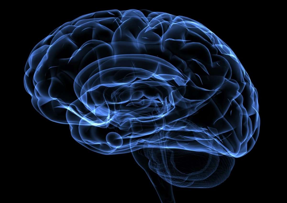 Un cerebro m&aacute;s grande no garantiza inteligencia, seg&uacute;n un estudio