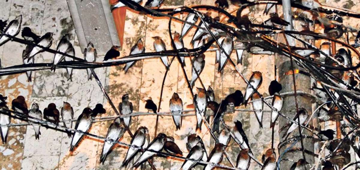 Las golondrinas arriban en grupo desde las 17:30 para posarse en el cableado de las calles 38 y Portete, en el suburbio de la ciudad.