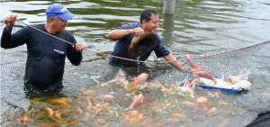 Dos hombres utilizan una atarraya, para atrapar su primera cosecha de peces. Conf&iacute;an en que a futuro la producci&oacute;n y las ganancias aumenten.