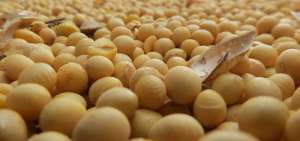 Brasil y otros pa&iacute;ses sin acuerdos espec&iacute;ficos con M&eacute;xico pagan 15% de arancel en las importaciones de granos de soya.