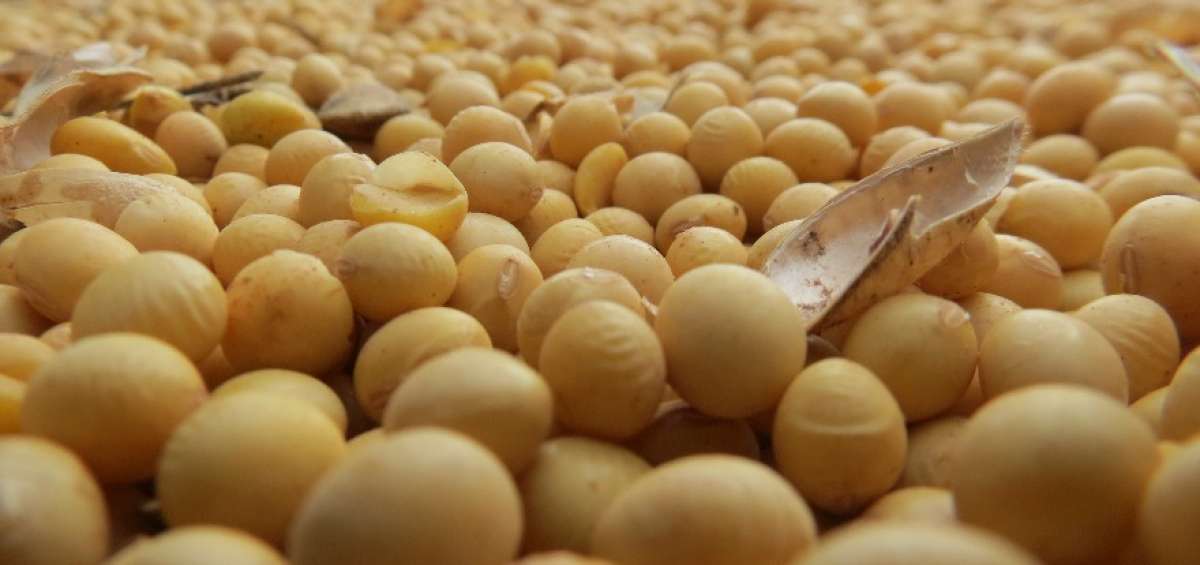 Brasil y otros pa&iacute;ses sin acuerdos espec&iacute;ficos con M&eacute;xico pagan 15% de arancel en las importaciones de granos de soya.
