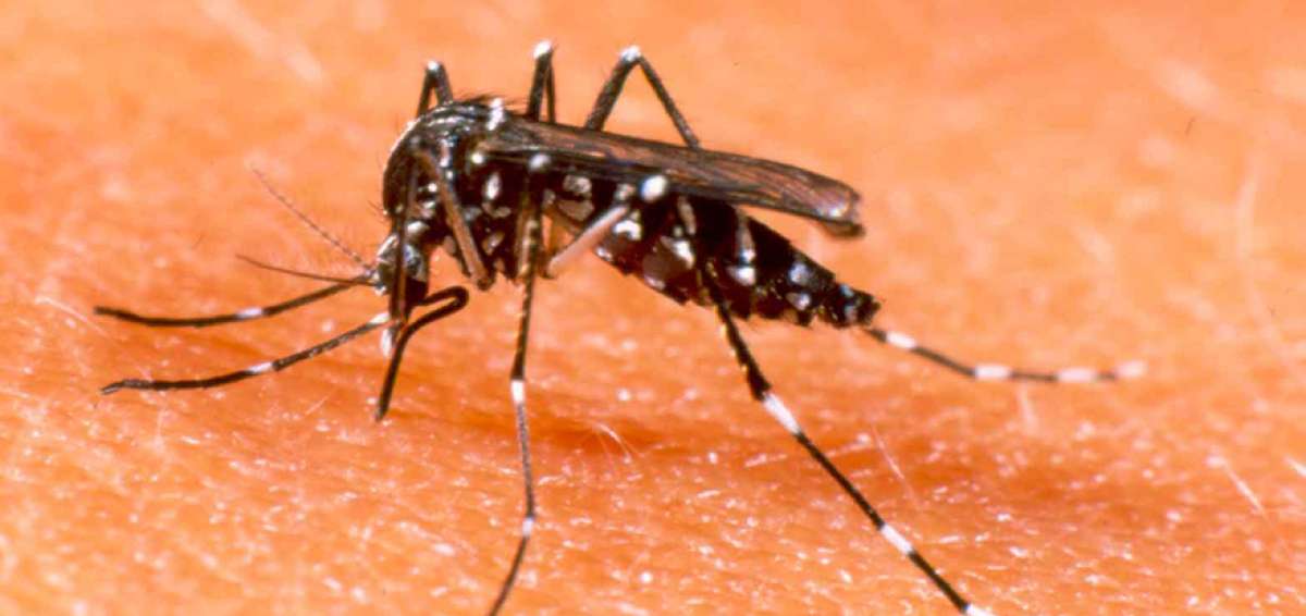 El aumento de la malaria preocupa a la regi&oacute;n
