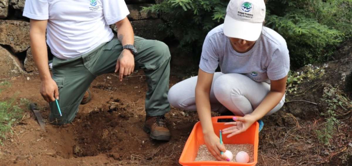 Anidaci&oacute;n de tortugas gigantes inici&oacute; en las islas Gal&aacute;pagos