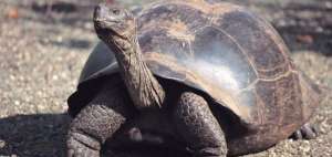 Padrinos 'famosos' de tortugas de Gal&aacute;pagos ratificar&aacute;n su compromiso este domingo
