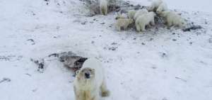 Mientras no haya un hielo marino de suficiente grosor para que los osos puedan "ir al norte para cazar focas", los animales se quedar&aacute;n cerca de las zonas pobladas.