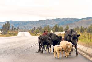 Durante la &uacute;ltima d&eacute;cada del siglo XV, en Riobamba pastaban sin control miles de vaconas, terneros, sementales y toros, en los pastizales del norte de la urbe. Foto: Roberto Ch&aacute;vez / El Tel&eacute;grafo