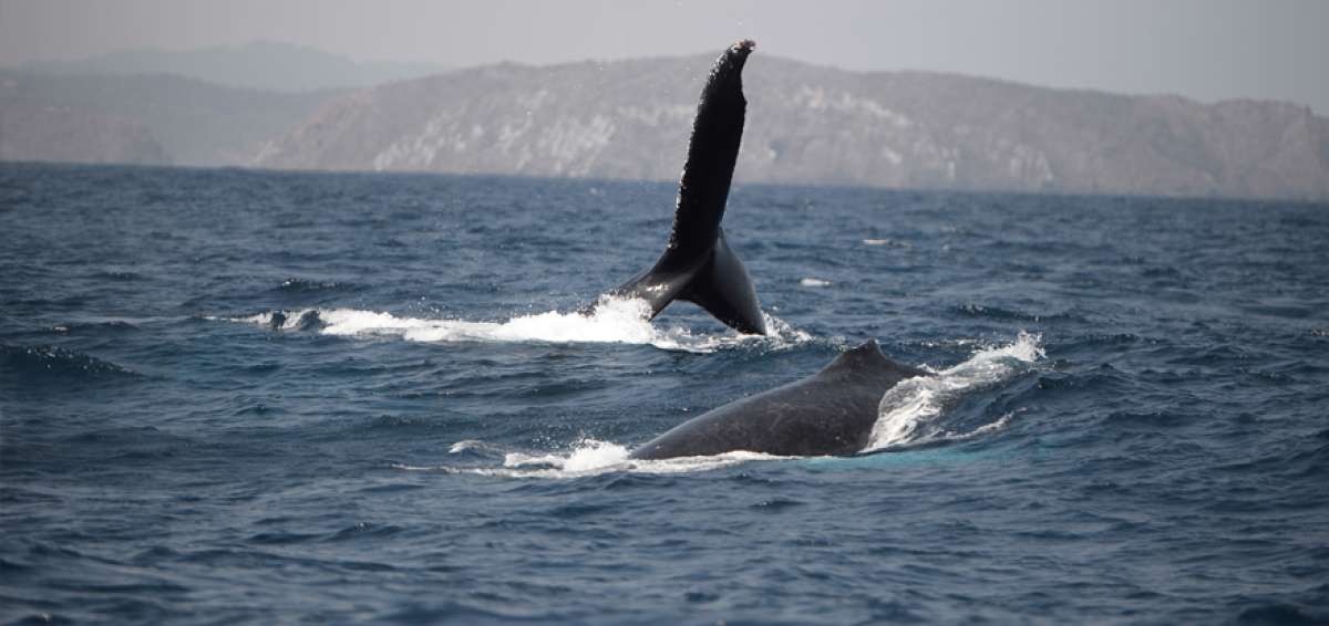 Las aguas oce&aacute;nicas representan el 72% de la superficie terrestre y generan la mayor parte del ox&iacute;geno. Aportan $ 28 billones anuales a la econom&iacute;a.