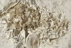 Un aficionado a la paleontología halló el impresionante hallazgo en la región costera de Dinamarca. 