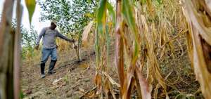 En la zona de Membrillal, en el cant&oacute;n Jipijapa, provincia de Manab&iacute;, los campesionos riegan sus cultivos con baldes. La sequ&iacute;a da&ntilde;a los maizales.