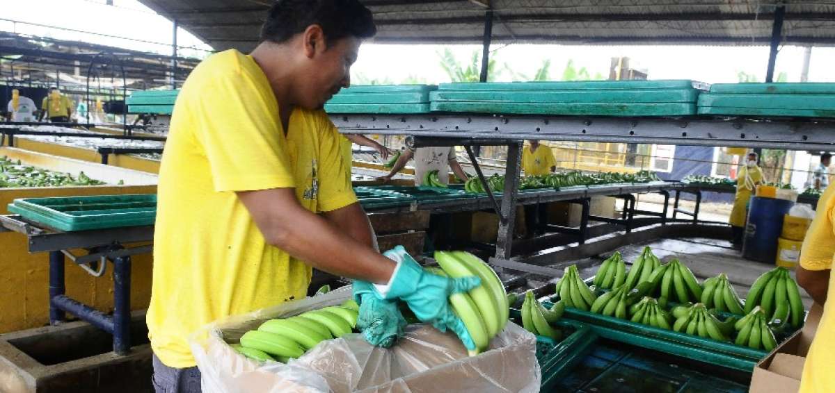 Datos oficiales indican que Los R&iacute;os concentra la mayor producci&oacute;n de banano, con 35,79 % del total nacional.