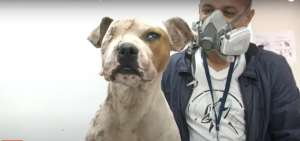 Perrita sobrevivi&oacute; a seis machetazos en Quito