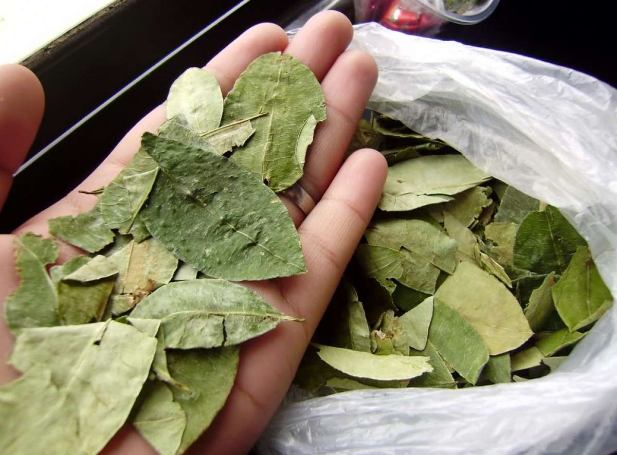 Para el Vaticano el papa es libre de mascar hojas de coca en Bolivia