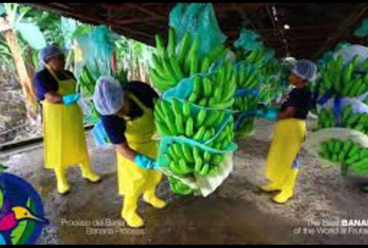 Rusia es uno de los principales destinos de la exportación de banano.