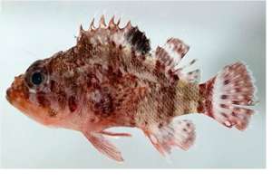 Las nuevas especies marinas se encuentran en las Islas Gal&aacute;pagos. Foto: Cortes&iacute;a Ministerio de Ambiente