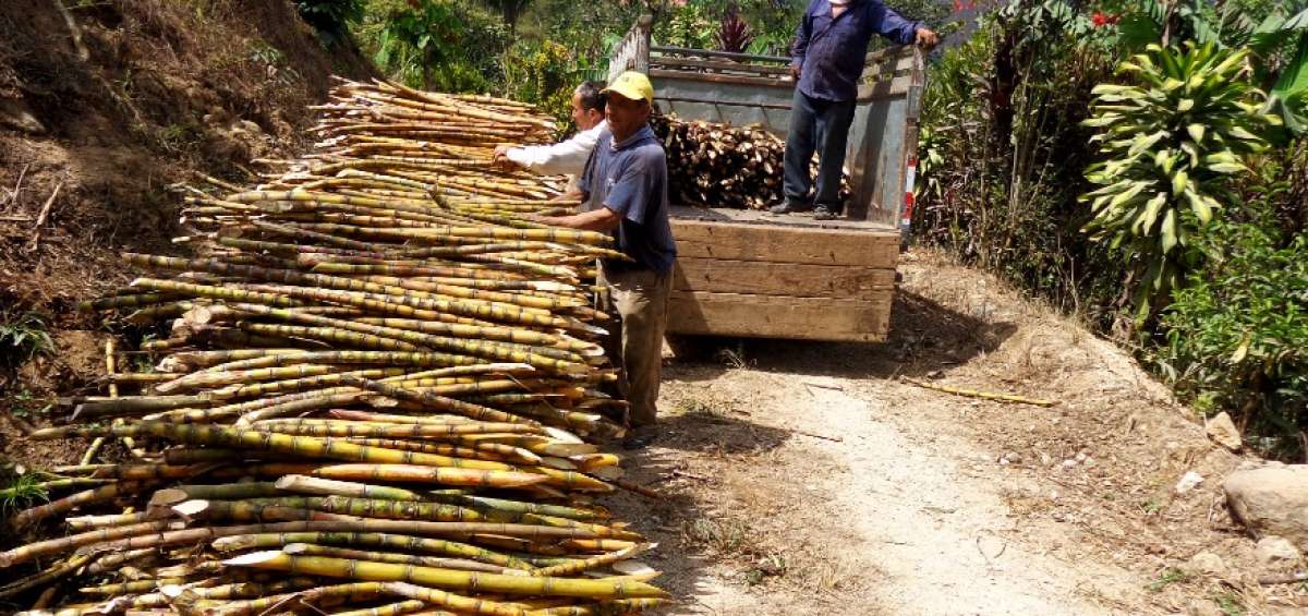 La elaboraci&oacute;n de la panela tiene un largo proceso que comienza con el sembr&iacute;o de ca&ntilde;a de az&uacute;car.  