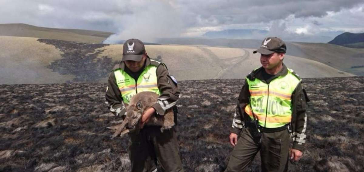 Un venado cachorro fue rescatado de entre las llamas. 