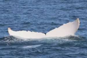 Una ballena blanca fue avistada en Manabí. 