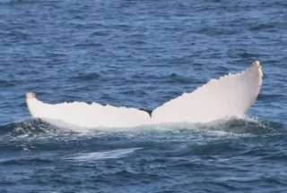 Una ballena blanca fue avistada en Manabí. 