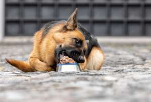 Elegir la alimentación adecuada para nuestra mascota es parte fundamental en su cuidado y crianza.