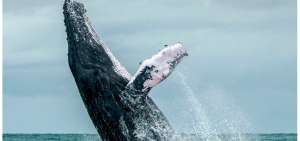 Brasil busca crear un Santuario de Ballenas del Atl&aacute;ntico Sur, pero hay pa&iacute;ses que se oponen.