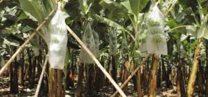 FAO pide $ 98 millones para combatir enfermedad de cultivo de bananos