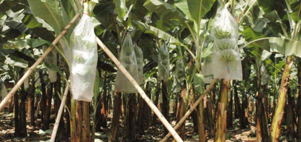 FAO pide $ 98 millones para combatir enfermedad de cultivo de bananos