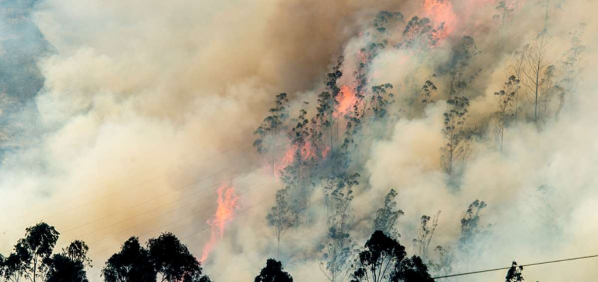 En &eacute;pocas de verano se registran incendios en los bosques del pa&iacute;s.  