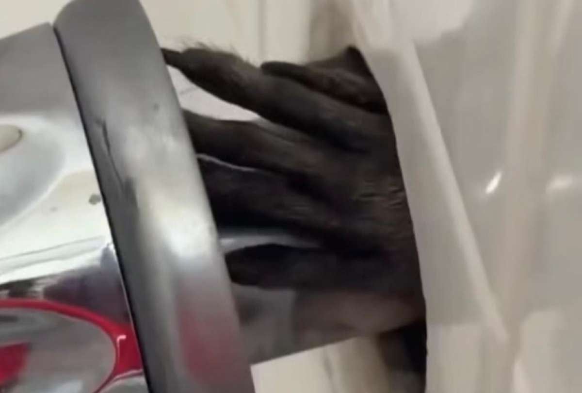 Un hombre observ&oacute; una mano peluda saliendo de la tuber&iacute;a de su ba&ntilde;o. 