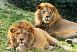 El video del inesperado y dulce encuentro entre dos leones ha conquistado a millones de usuarios en TikTok e Instagram.