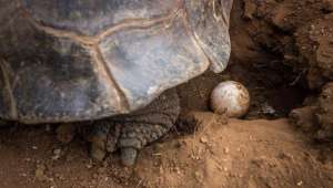 150 huevos de tortugas gigantes de Gal&aacute;pagos son recolectados en 3 meses