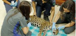 Jaguar recibi&oacute; el impacto de 18 perdigones en Sucumb&iacute;os