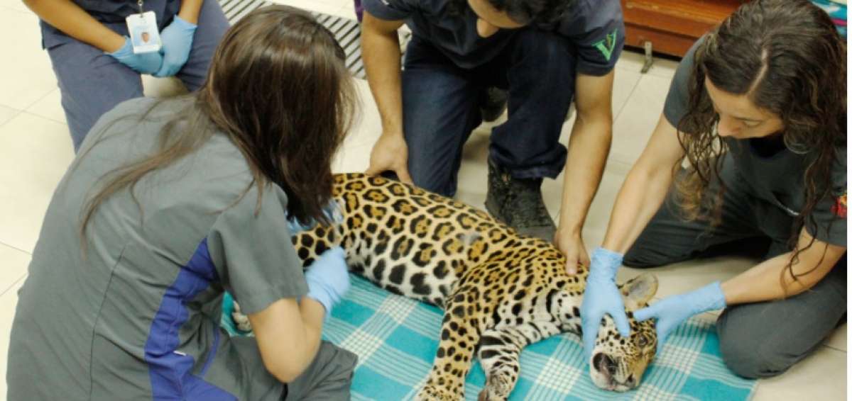 Jaguar recibi&oacute; el impacto de 18 perdigones en Sucumb&iacute;os