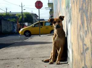 Abandono animal, una &lsquo;cultura antisocial&rsquo;