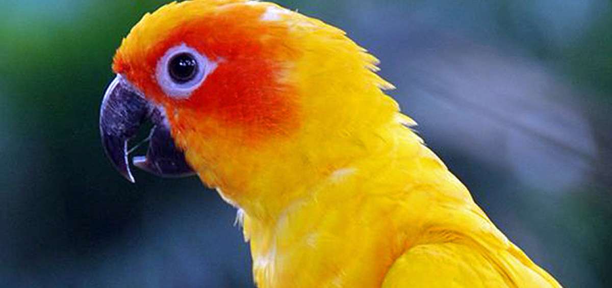 15 aves silvestres fueron rescatadas