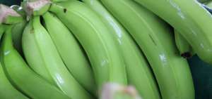 El productor es clave para alertar de enfermedades en el banano
