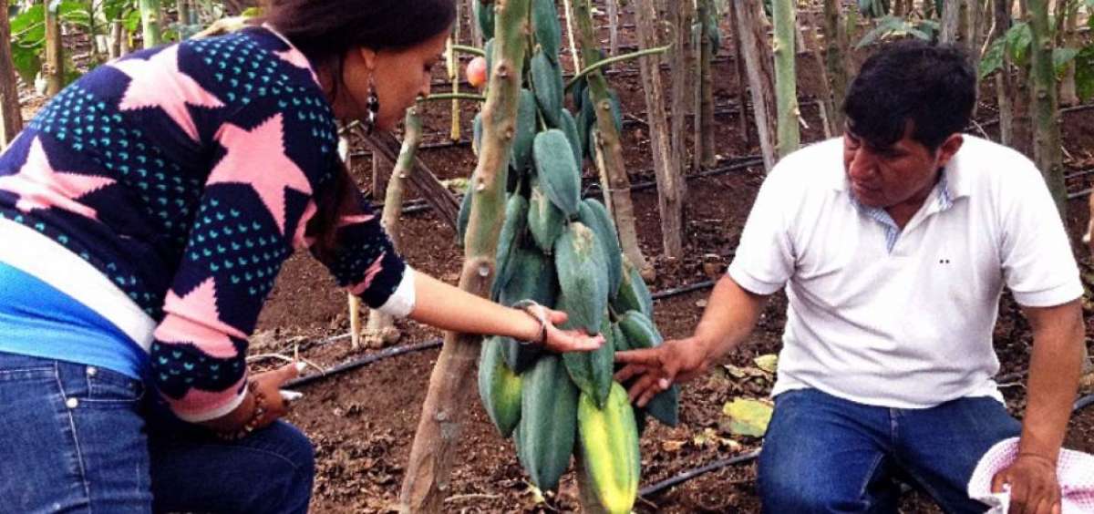Geovanny Cando muestra la producci&oacute;n de babacos a la turista Elizabeth J&aacute;come, en una de las propiedades de esta zona pelile&ntilde;a.