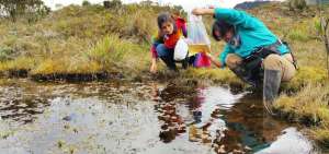 En el parque nacional Llanganates se hizo la colecta y el descubrimiento de las 2 nueves especies de ranas.