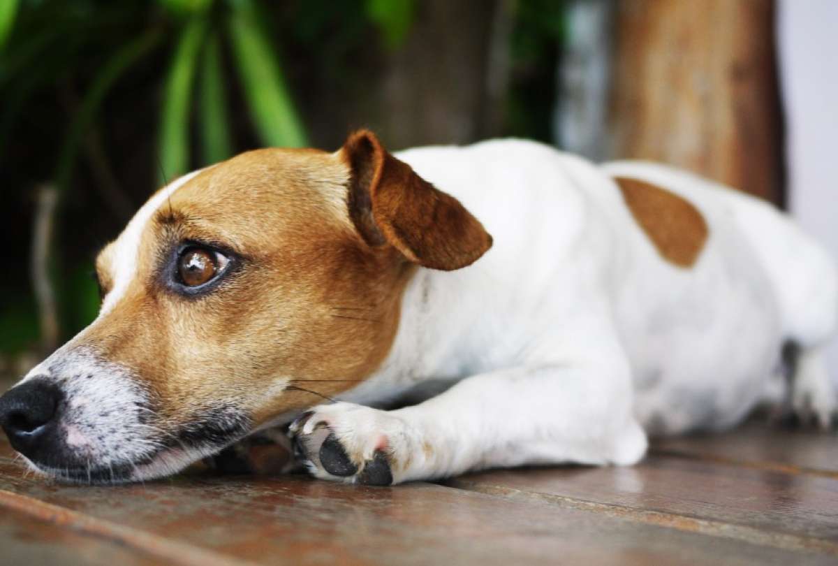 Las mascotas necesitan sombra, agua y espacios ventilados para enfrentar las altas temperaturas.