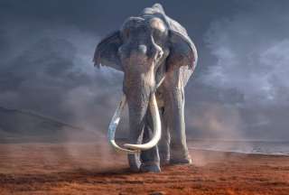Extinción de la megafauna africana no fue causada por los humanos