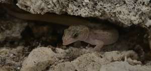 La salamanquesa geco de Monito es una especie end&eacute;mica del islote Monito descubierta en 1974. Su tama&ntilde;o equivale al de un dedo &iacute;ndice.