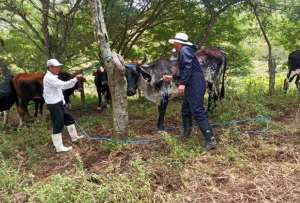 Ganaderos participan en capacitaciones pr&aacute;cticas para mejorar productividad y reducir el impacto ambiental.