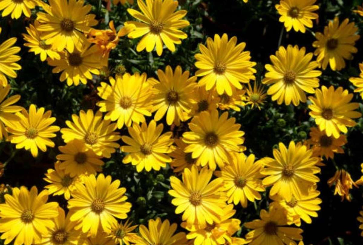 Regalar este tipo de flores amarillas tiene varios significados.