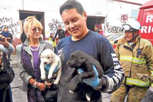 Los peque&ntilde;os canes fueron rescatados por los elementos del Cuerpo de Bomberos. La acci&oacute;n caus&oacute; j&uacute;bilo entre los vecinos. Foto: Elizabeth Maggi / El Tel&eacute;grafo