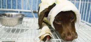 En Argentina condenan a hombre por despellejar vivo a un cachorro