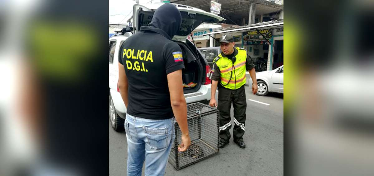 El felino fue decomisado en Manab&iacute; por la Unidad de Protecci&oacute;n de Medio Ambiente (UPMA) de la Polic&iacute;a. 