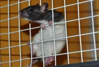Científicos logran eliminar el cáncer de hígado en ratas de laboratorio